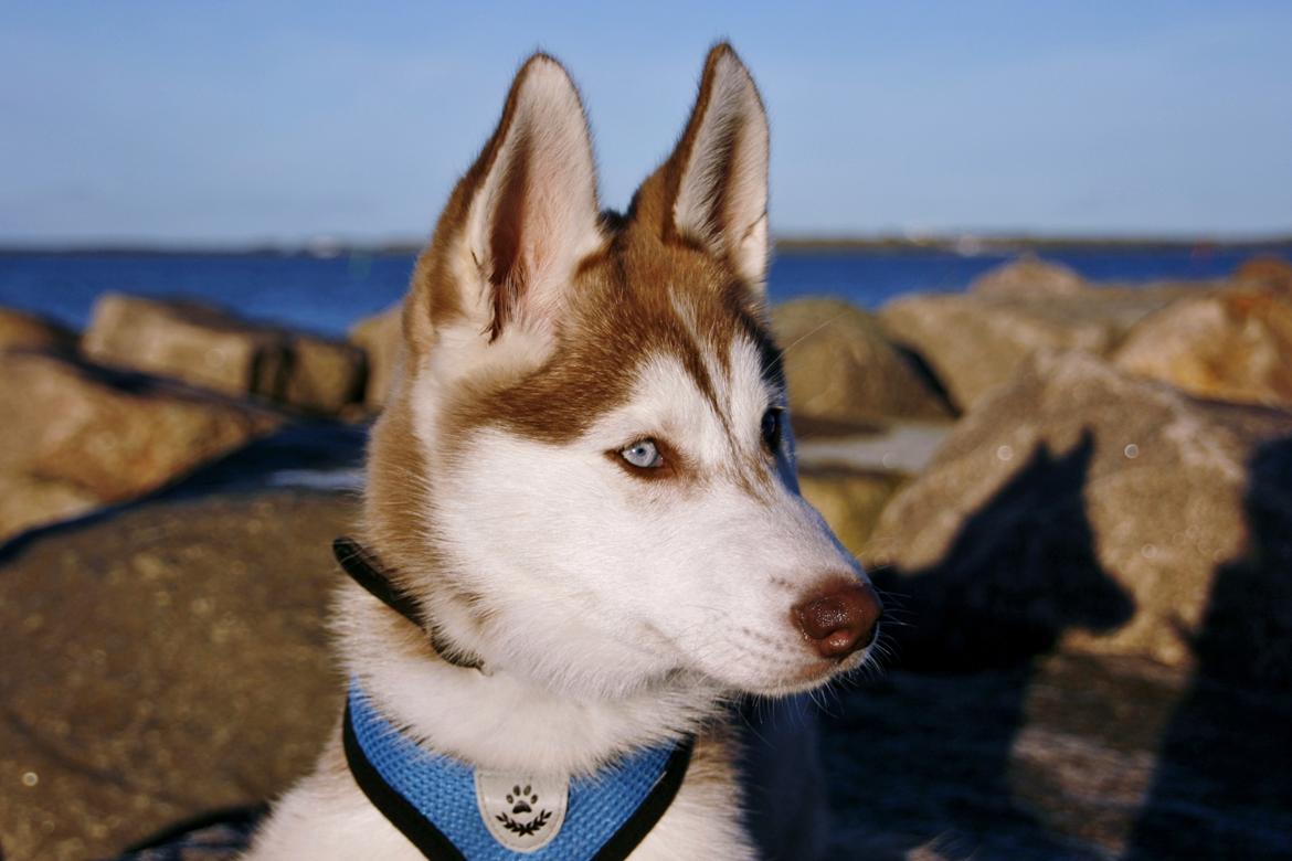 Siberian husky Yuki billede 9