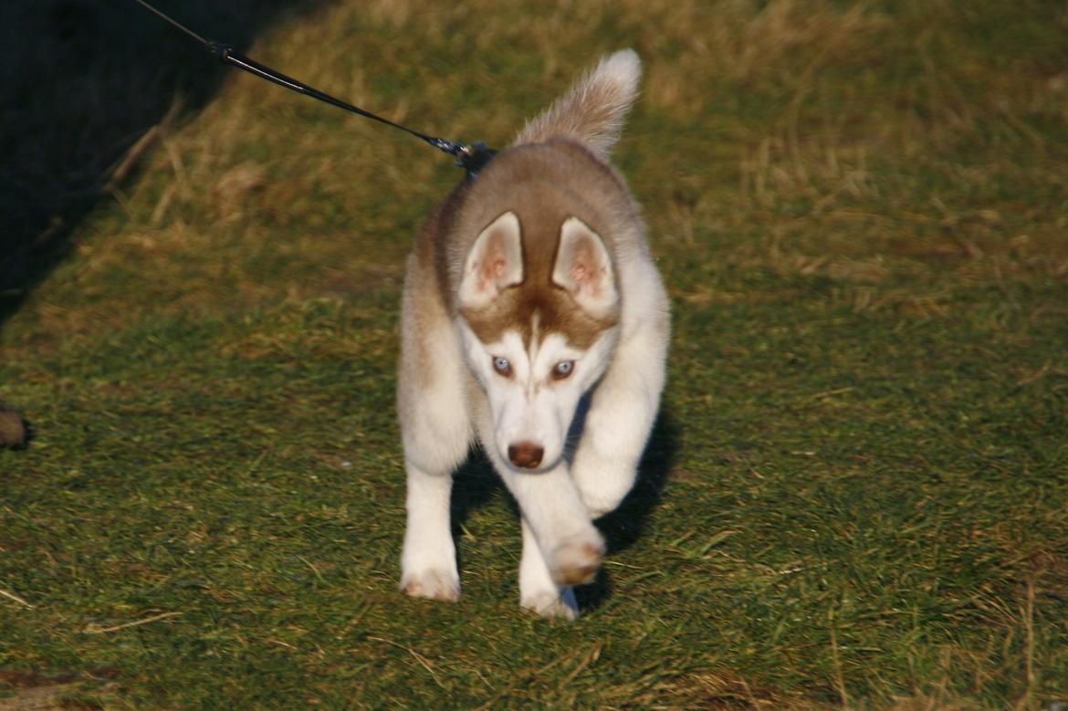 Siberian husky Yuki billede 21