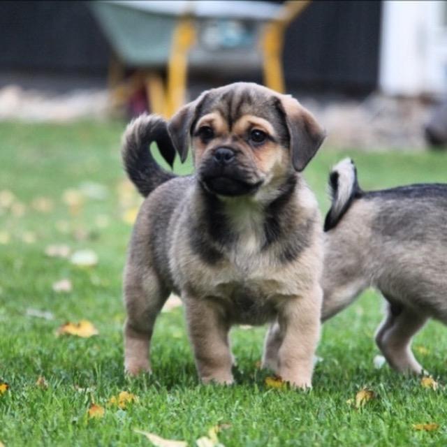 Blanding af racer Bulf billede 1