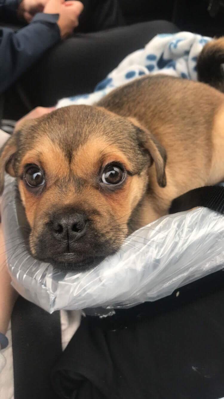 Blanding af racer Bulf billede 3