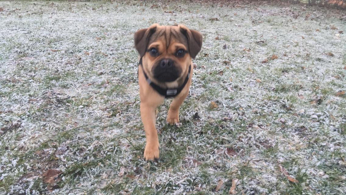 Blanding af racer Bulf billede 4