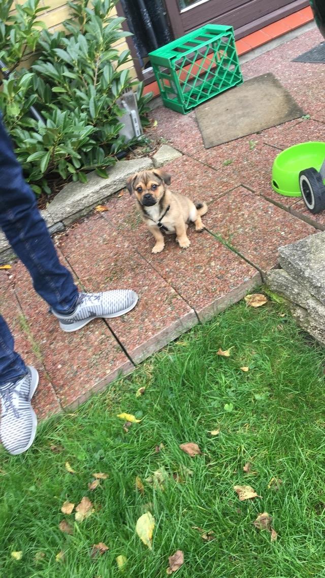 Blanding af racer Bulf billede 5