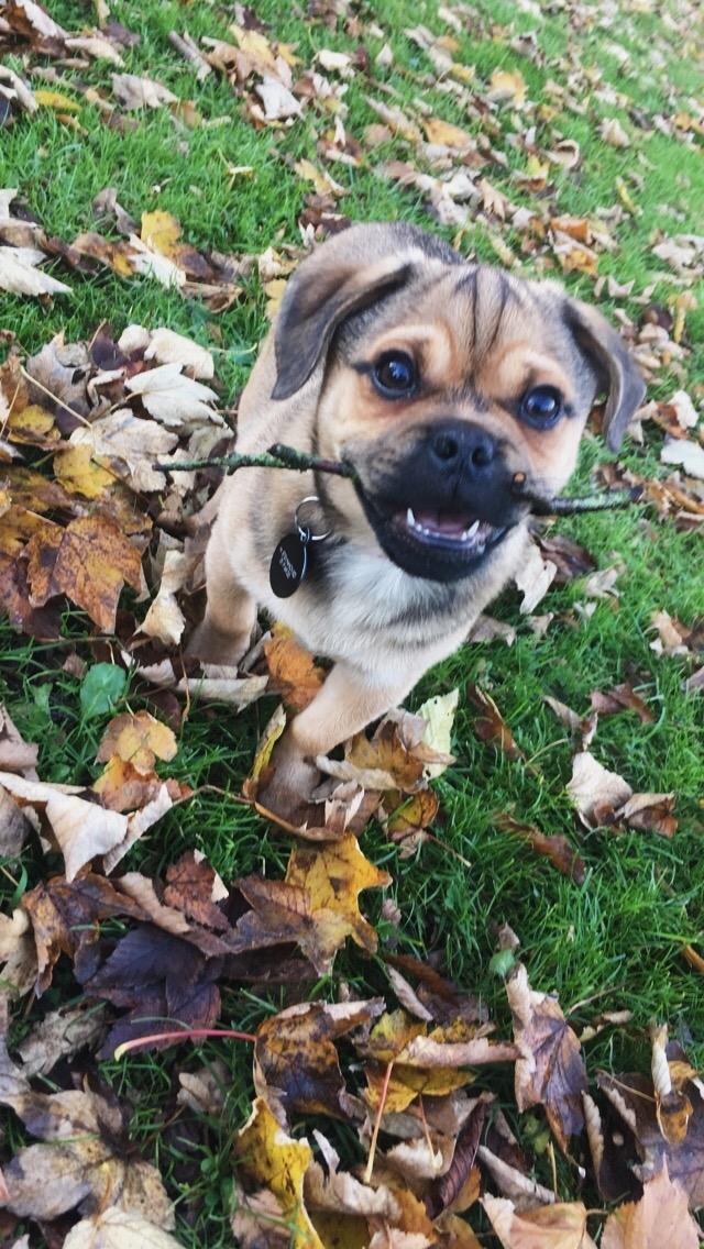 Blanding af racer Bulf billede 6