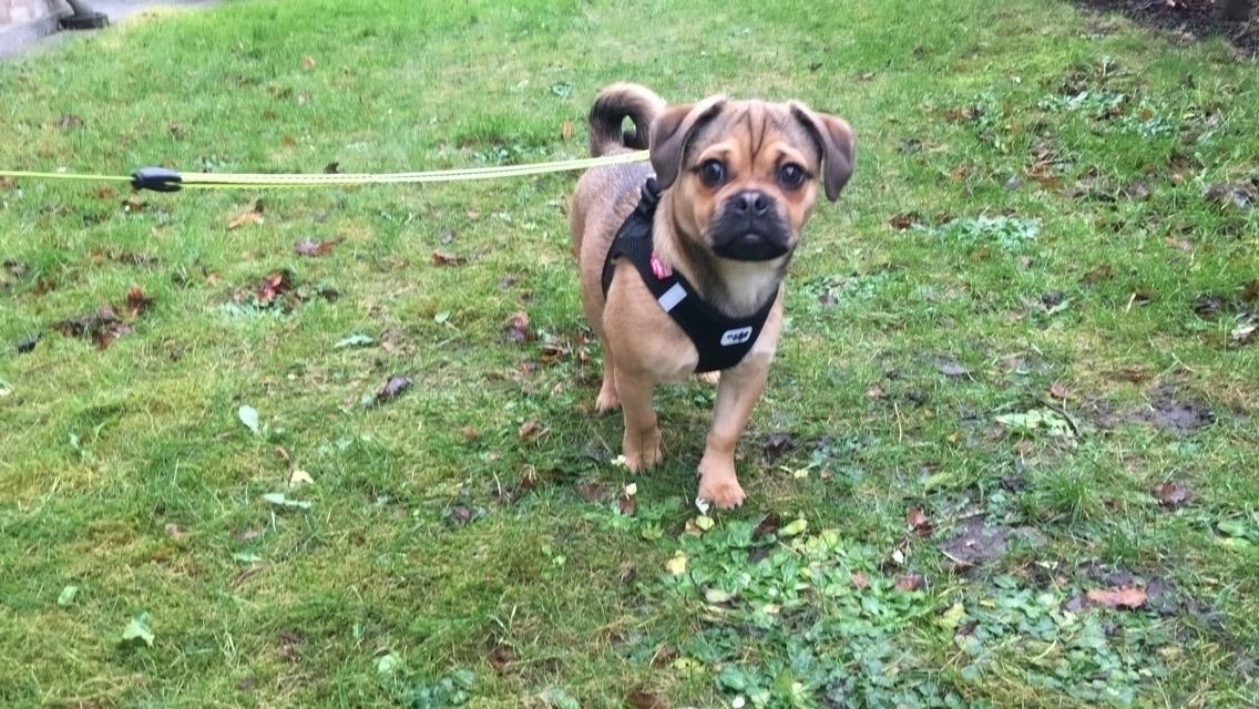 Blanding af racer Bulf billede 2