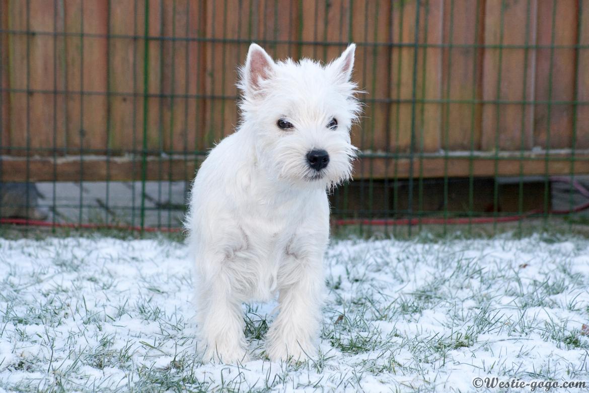 West highland white terrier Chili billede 4