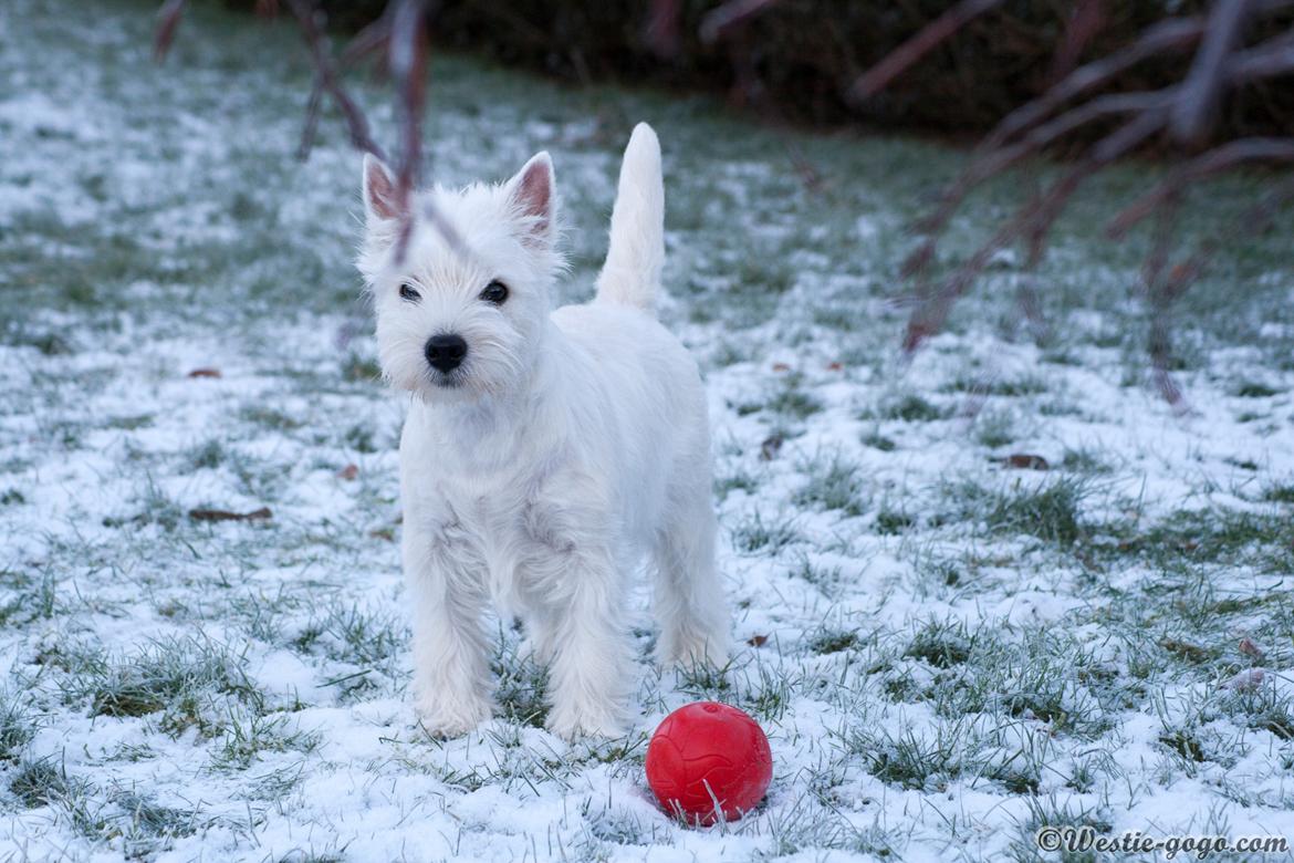 West highland white terrier Chili billede 5