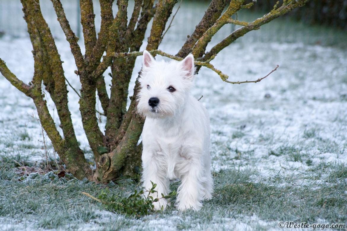 West highland white terrier Chili billede 6