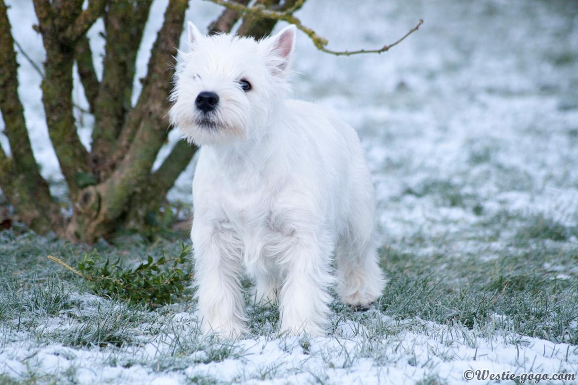 West highland white terrier Chili billede 9