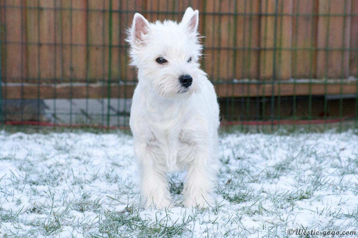 West highland white terrier Chili billede 3