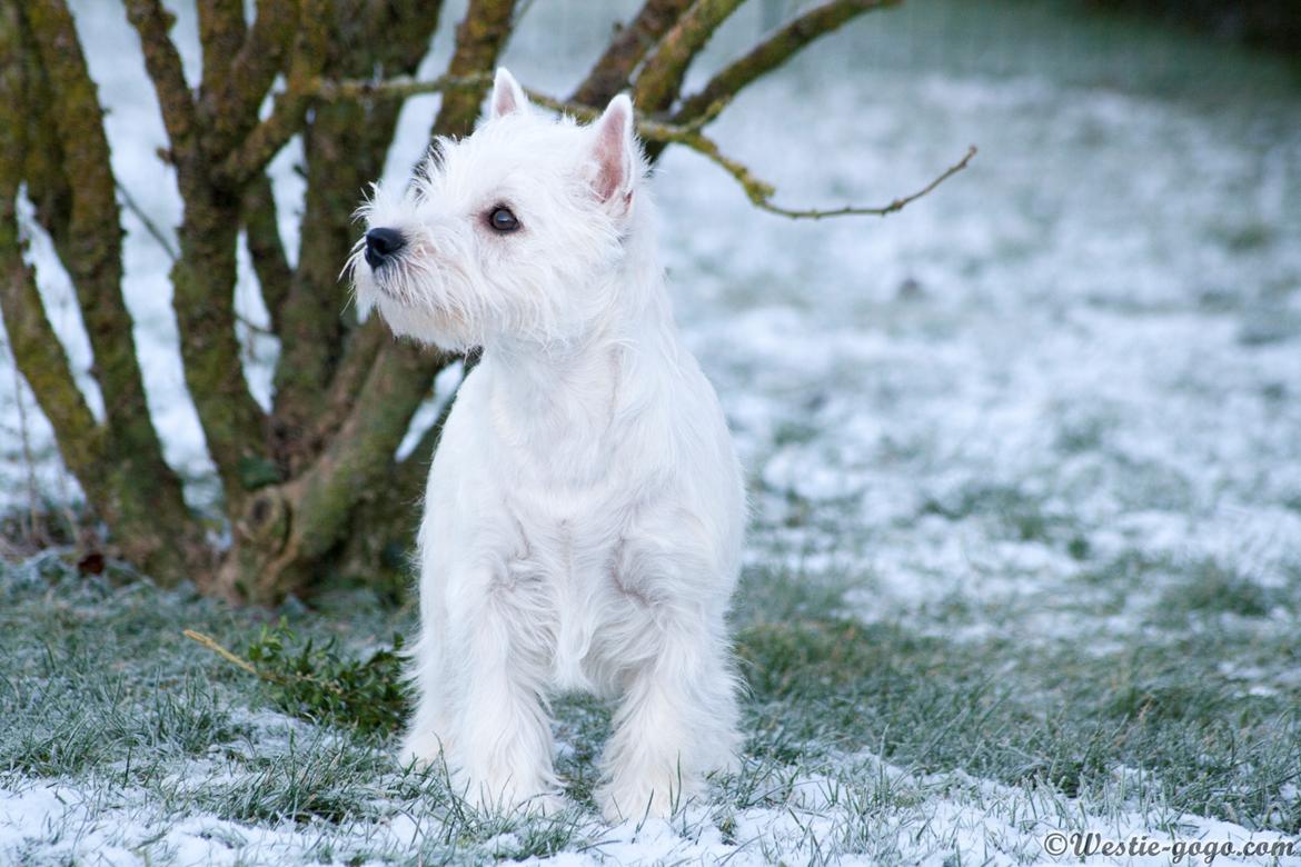 West highland white terrier Chili billede 11