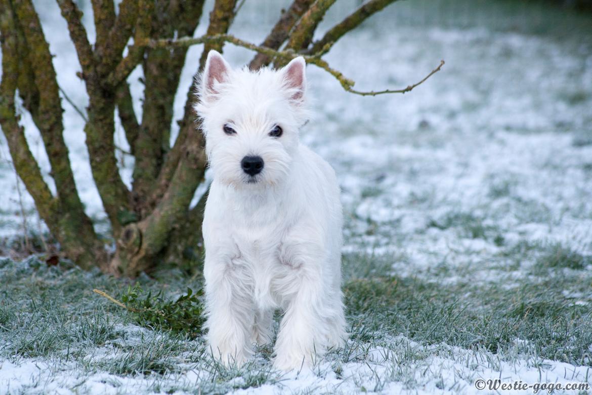 West highland white terrier Chili billede 10