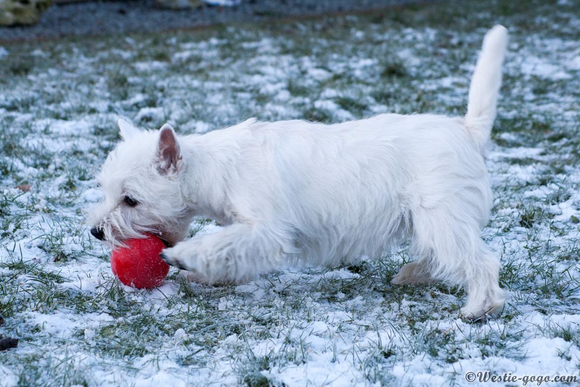 West highland white terrier Chili billede 17