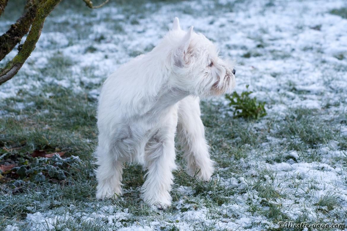 West highland white terrier Chili billede 18