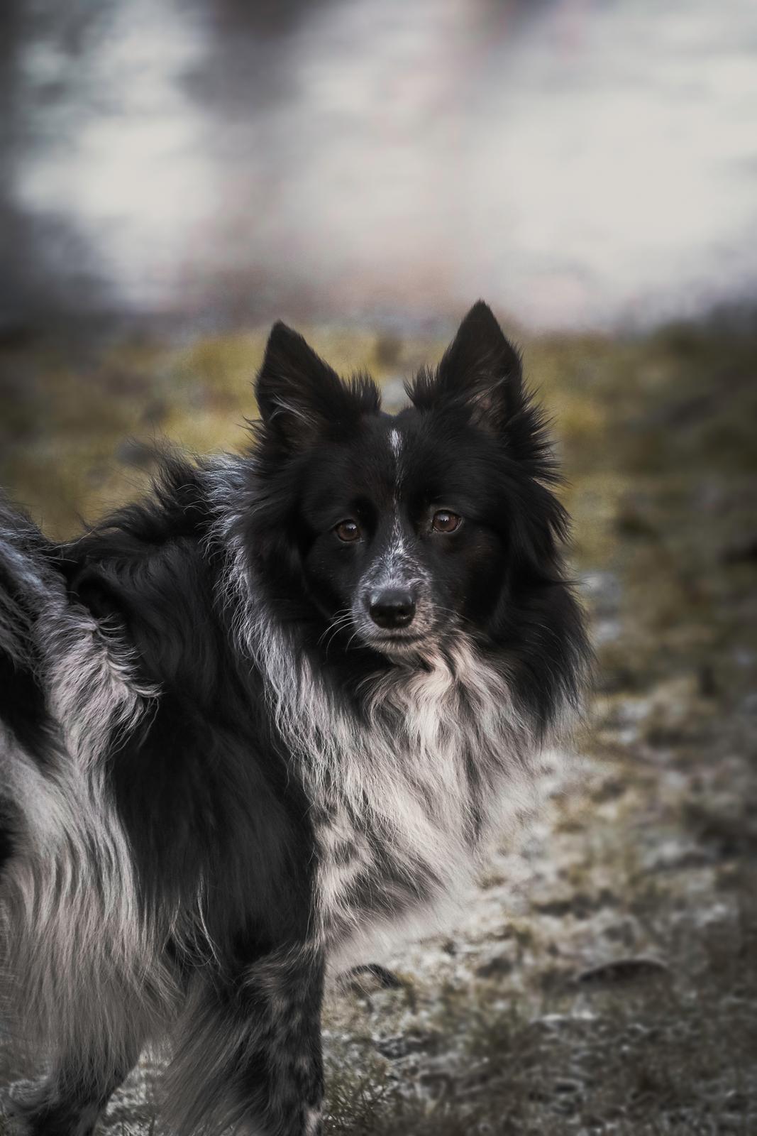 Blanding af racer Chili billede 40