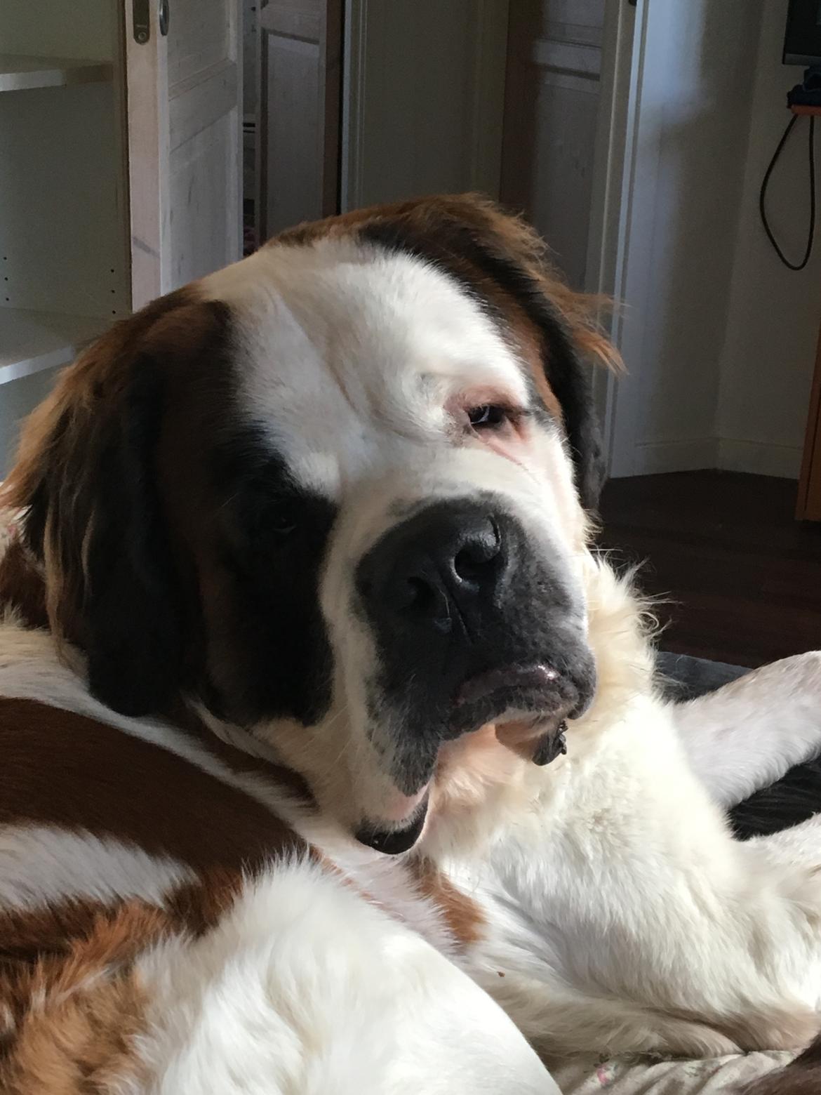 Sankt bernhardshund Vicky's Robin Hood billede 2