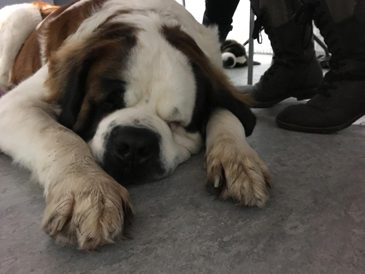 Sankt bernhardshund Vicky's Robin Hood billede 5