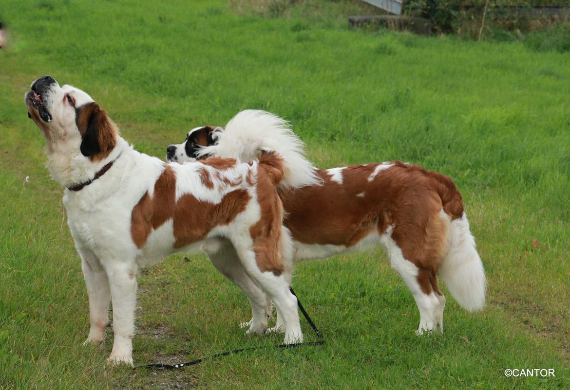 Sankt bernhardshund Vicky's Robin Hood billede 12