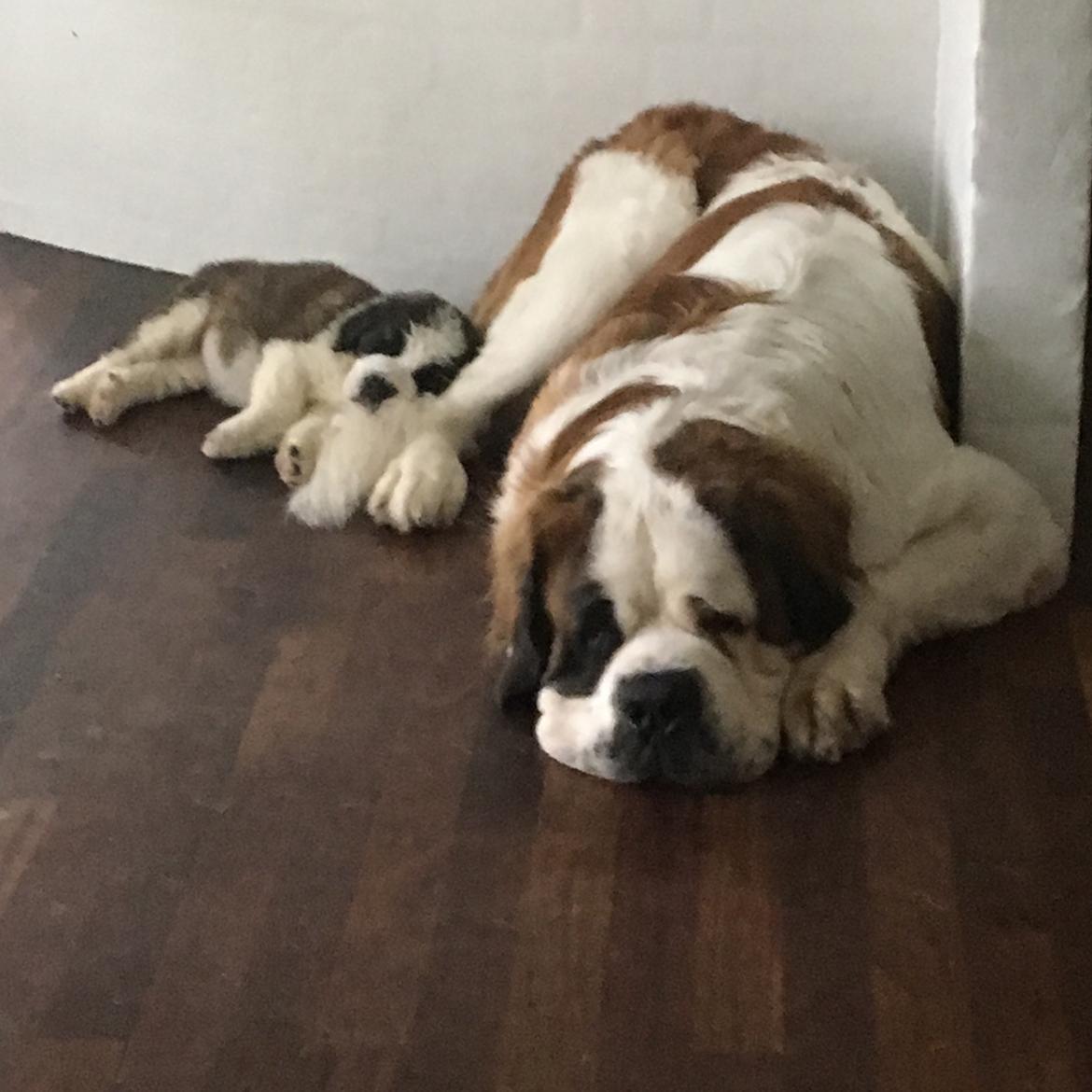 Sankt bernhardshund Vicky's Robin Hood billede 18