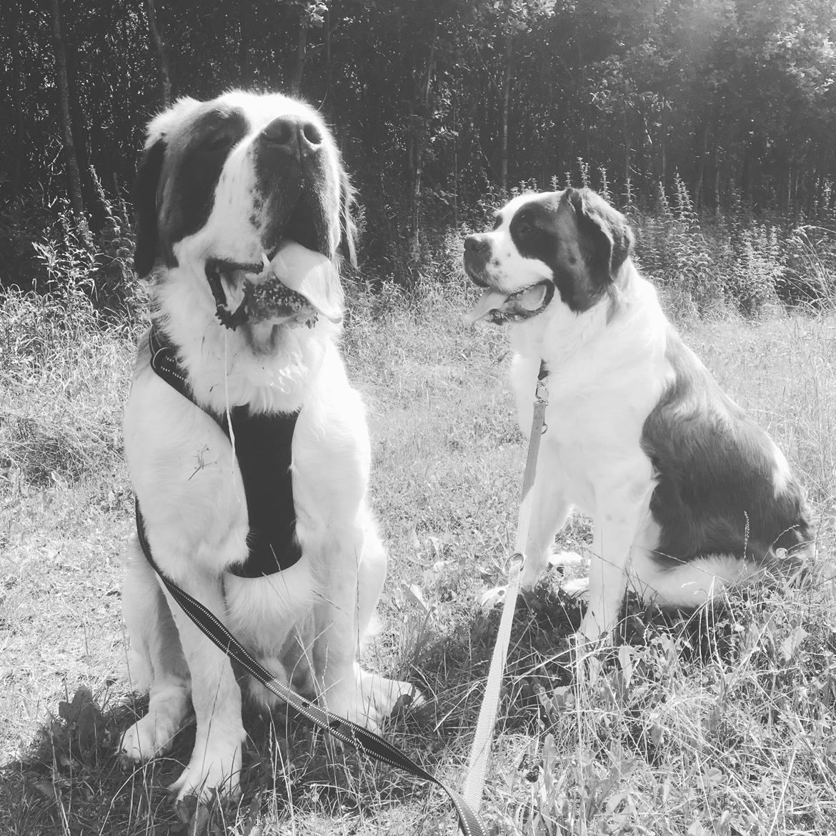 Sankt bernhardshund Vicky's Robin Hood billede 28