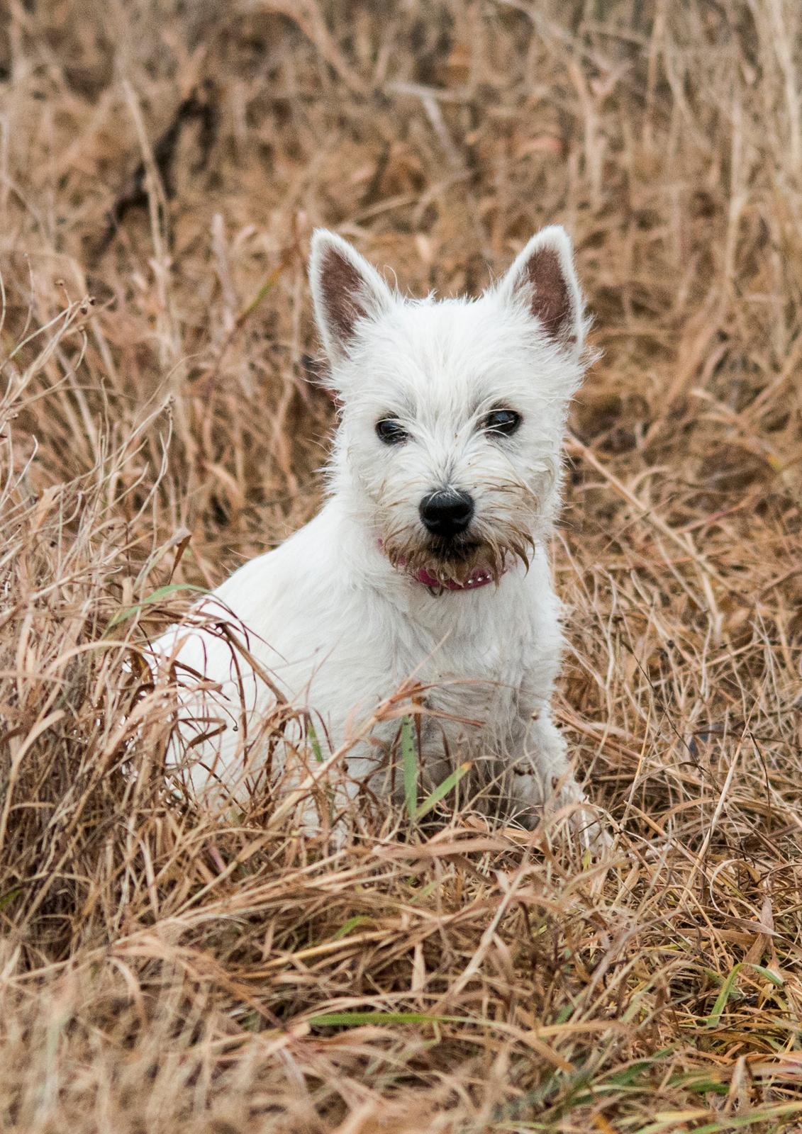 West highland white terrier Chili billede 19