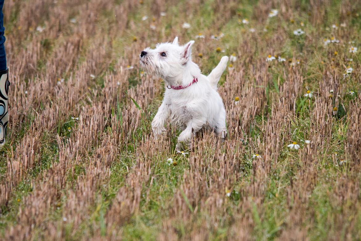 West highland white terrier Chili billede 21