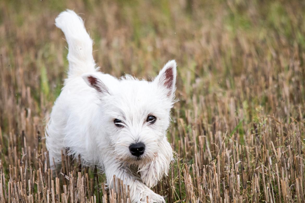 West highland white terrier Chili billede 24