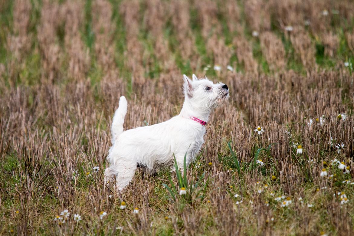 West highland white terrier Chili billede 20