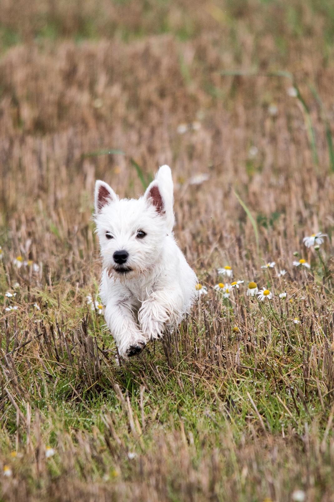 West highland white terrier Chili billede 25
