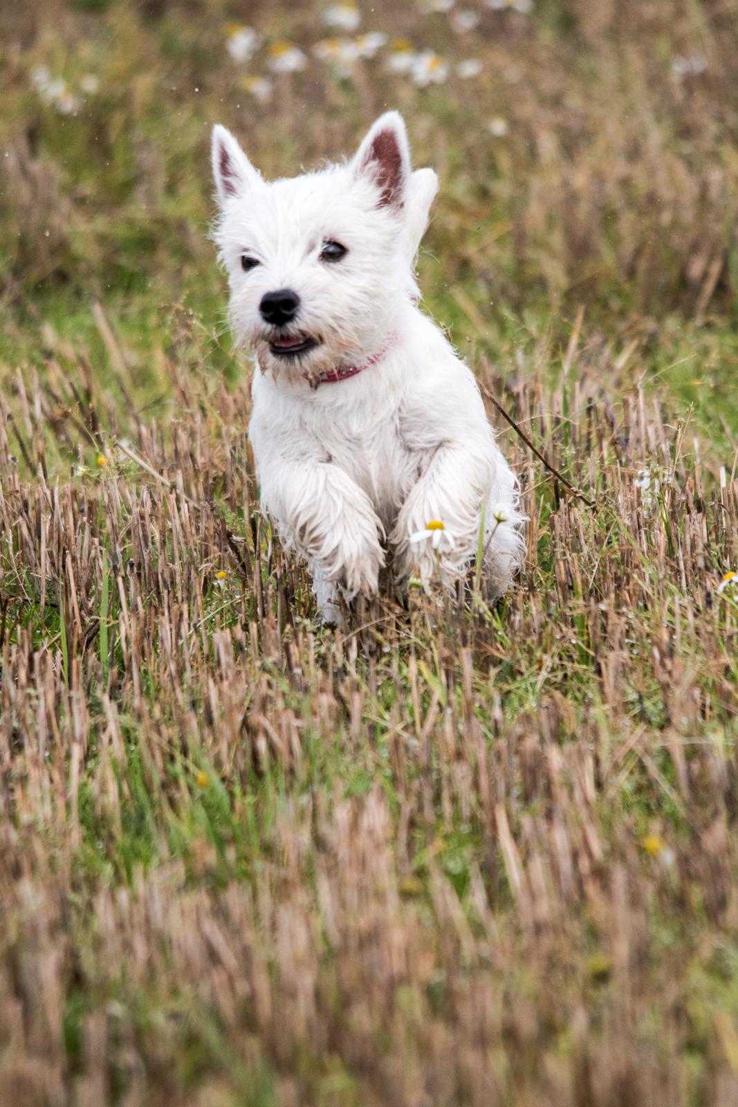 West highland white terrier Chili billede 26