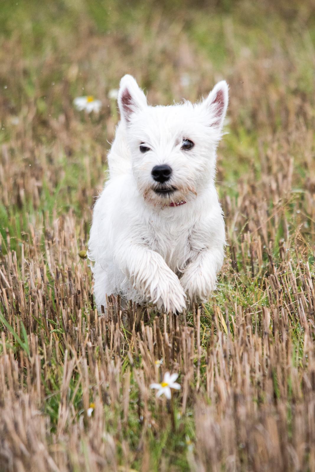 West highland white terrier Chili billede 27