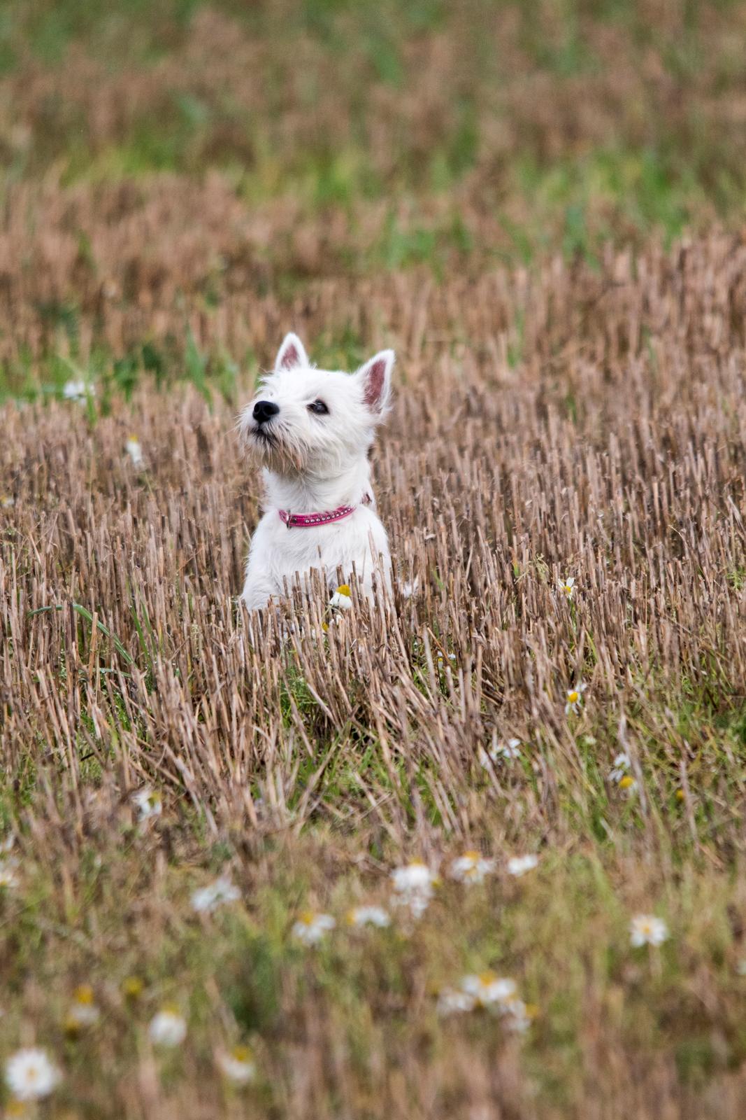 West highland white terrier Chili billede 28
