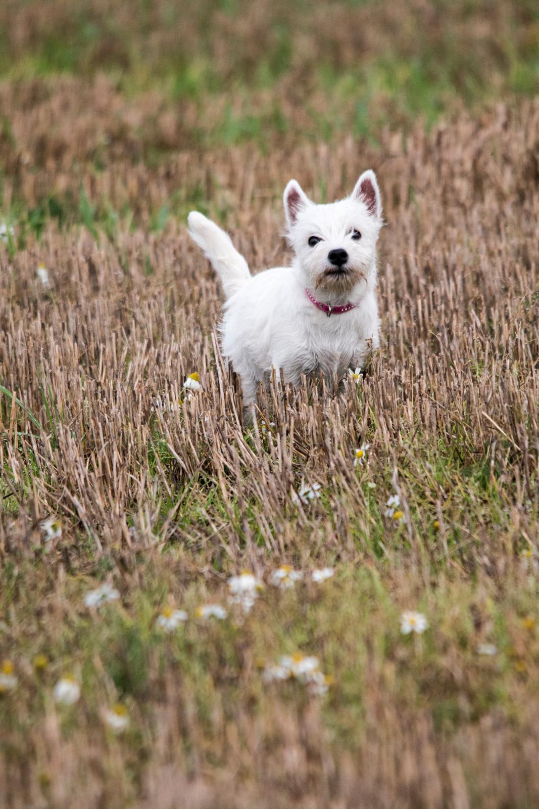West highland white terrier Chili billede 29