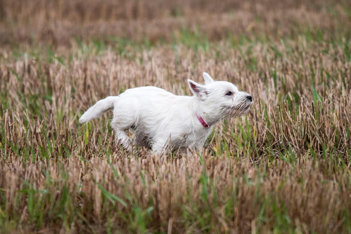 West highland white terrier Chili billede 31