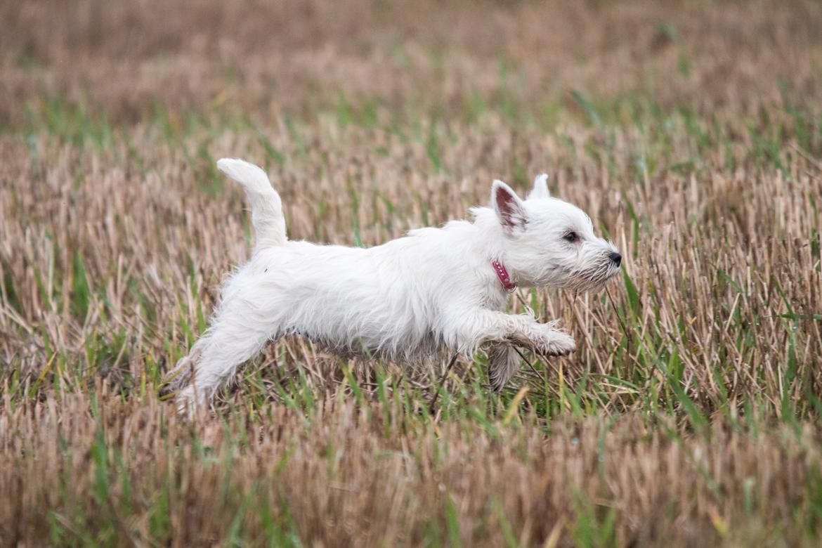West highland white terrier Chili billede 32