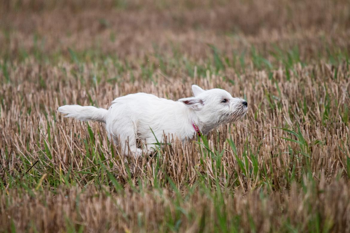 West highland white terrier Chili billede 33