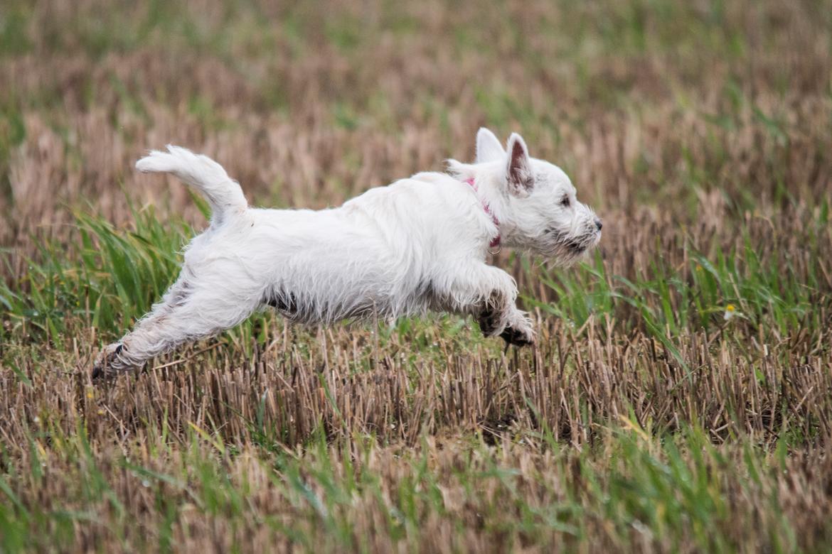 West highland white terrier Chili billede 34