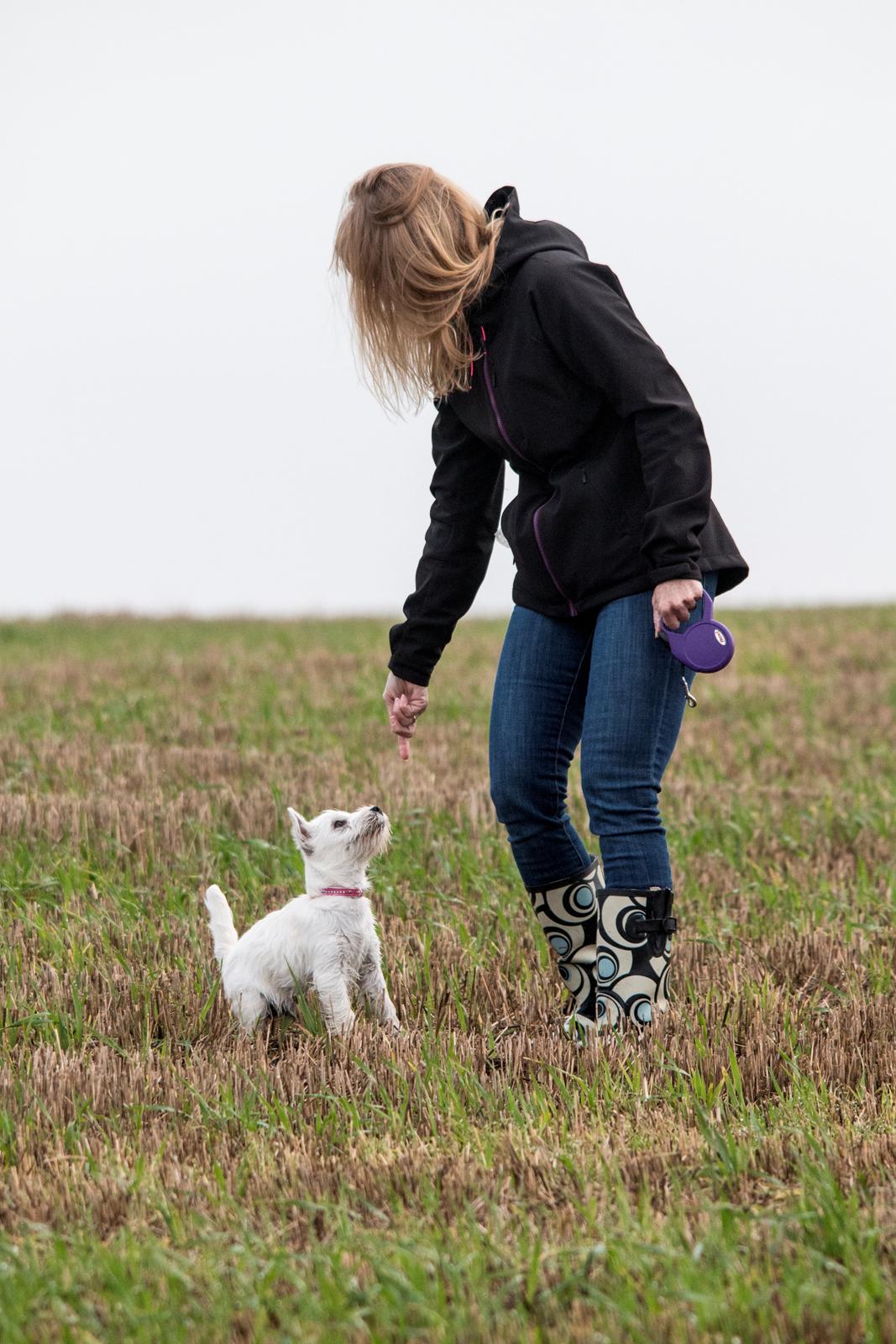 West highland white terrier Chili billede 35