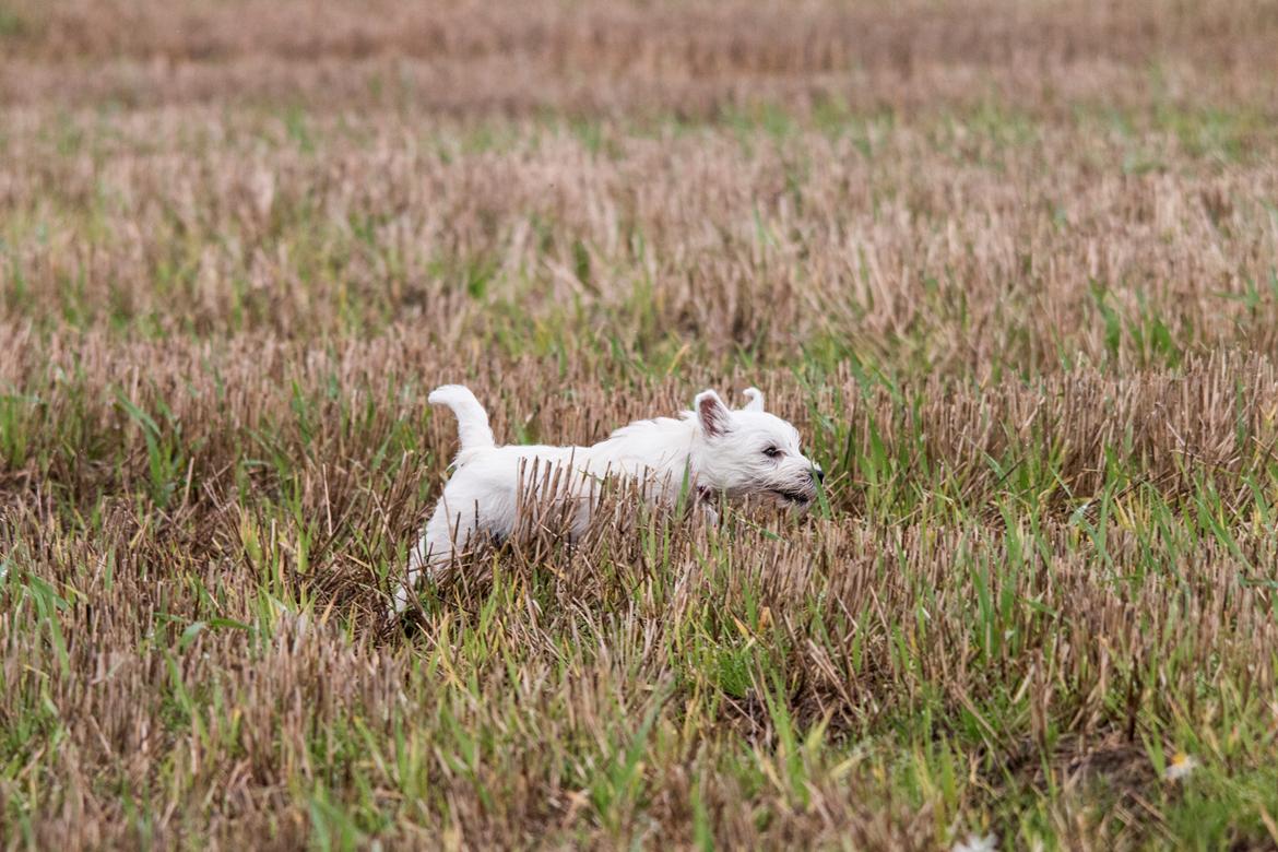 West highland white terrier Chili billede 36