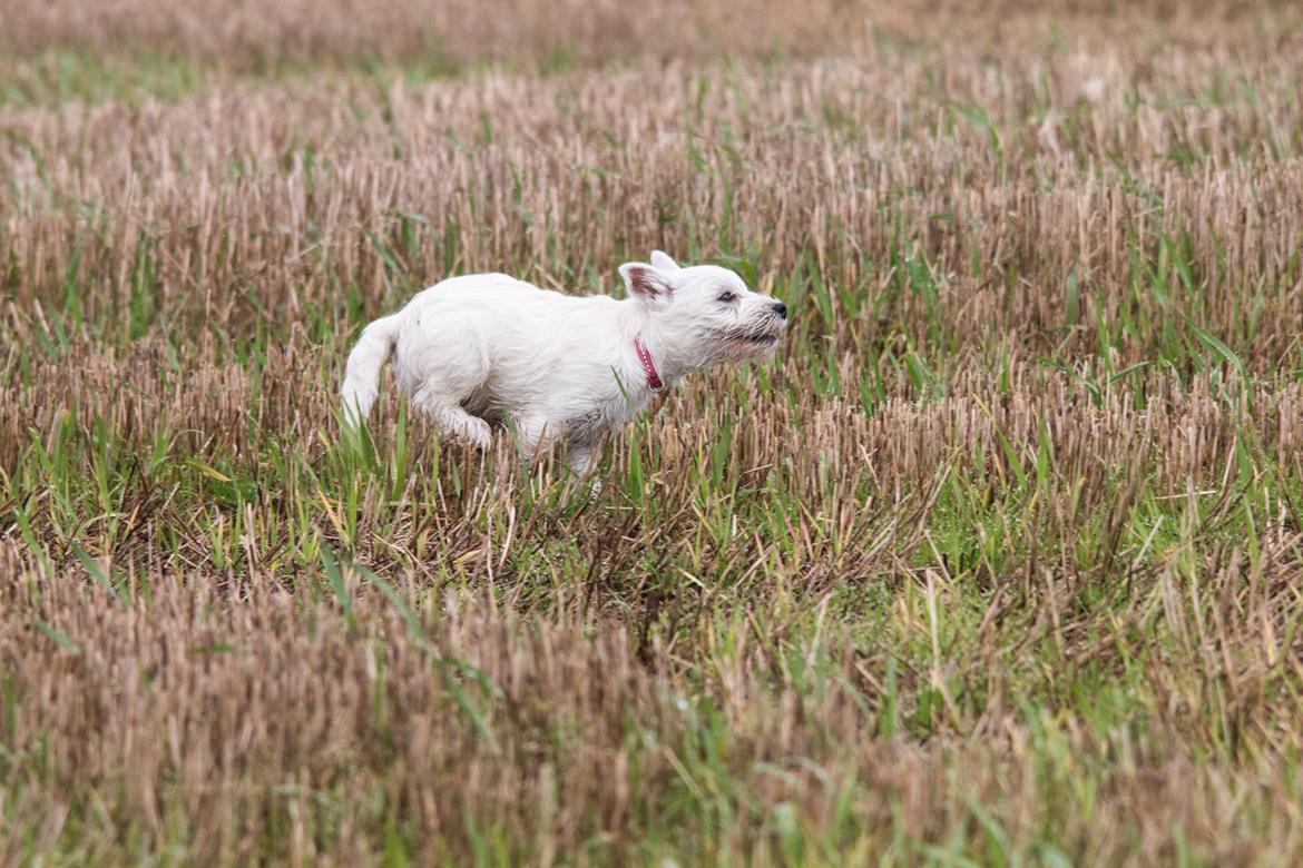West highland white terrier Chili billede 37