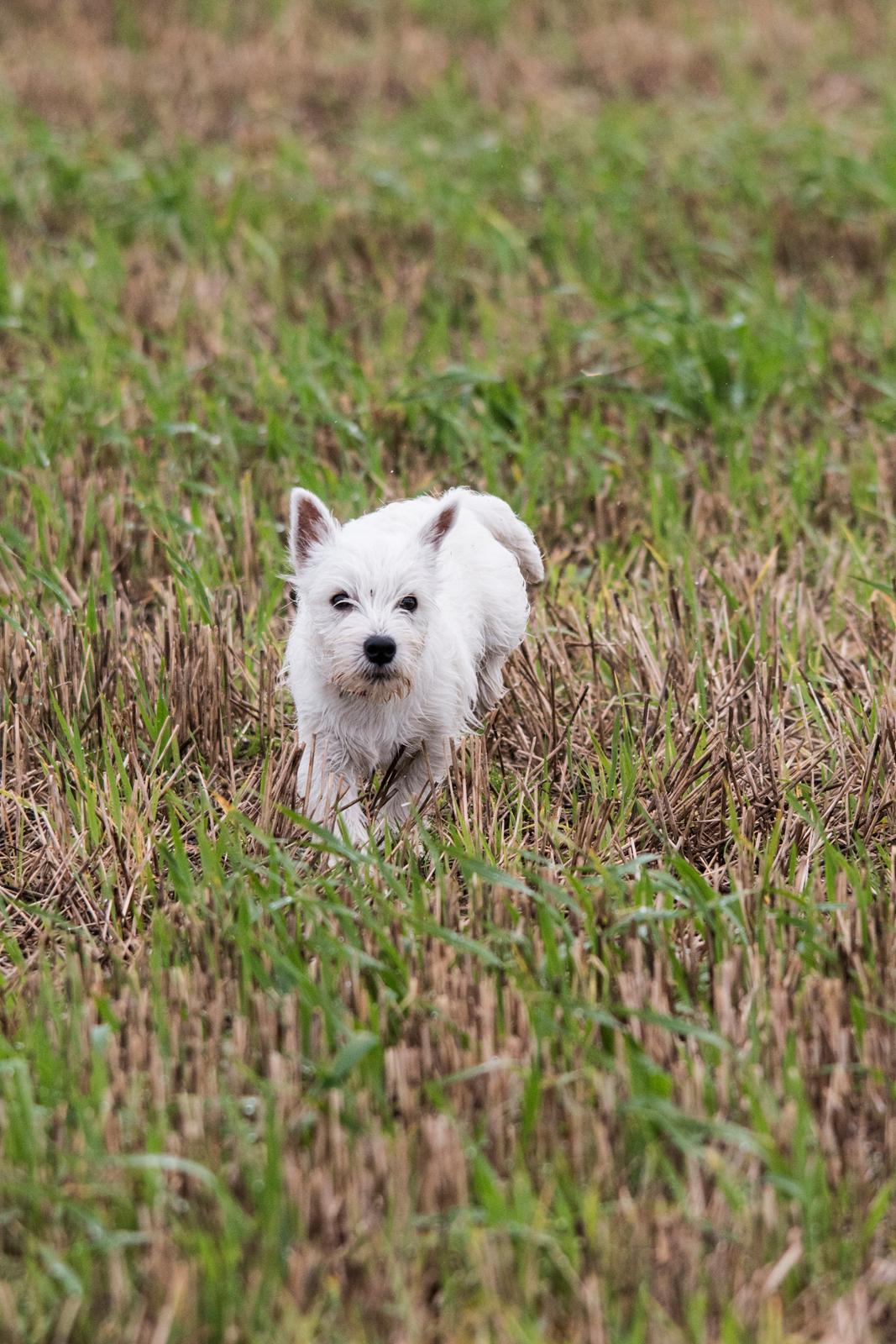 West highland white terrier Chili billede 38