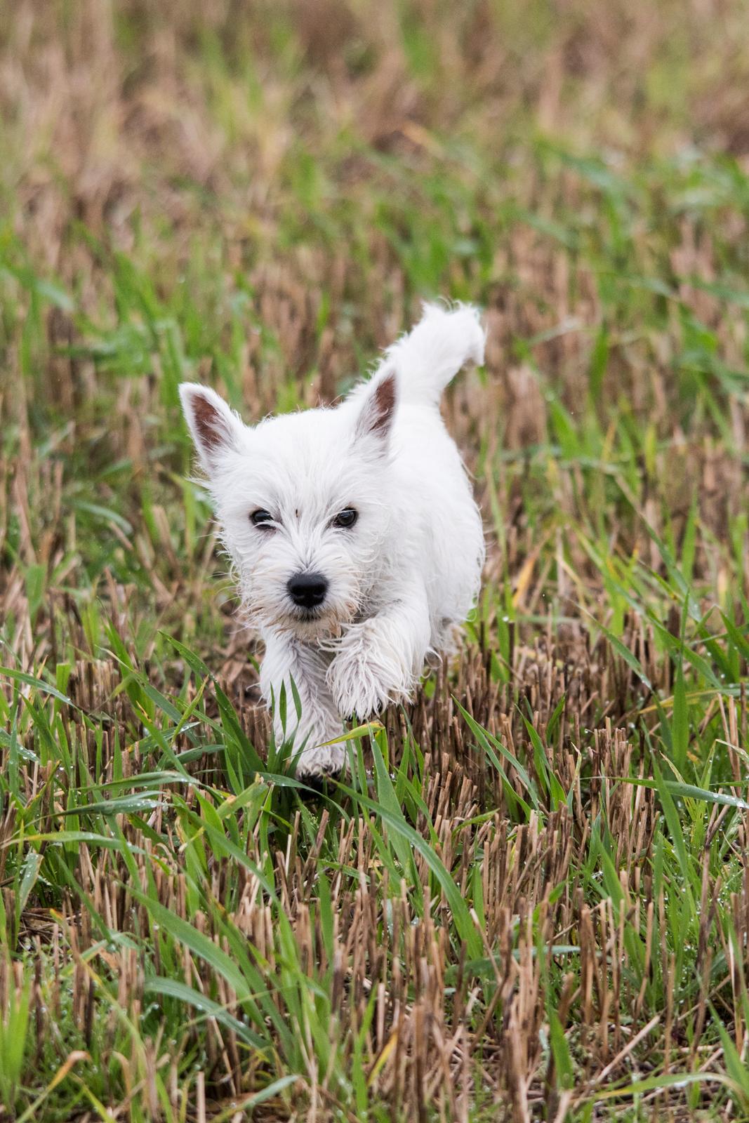 West highland white terrier Chili billede 39