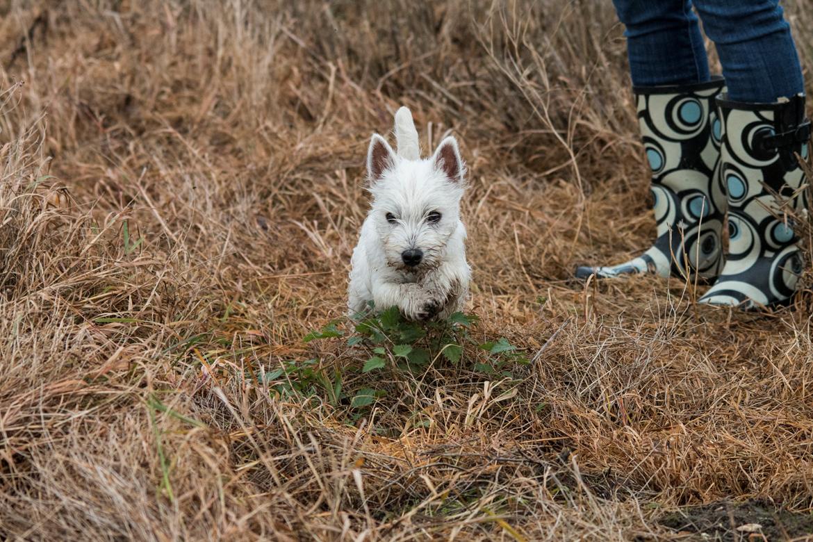West highland white terrier Chili billede 40