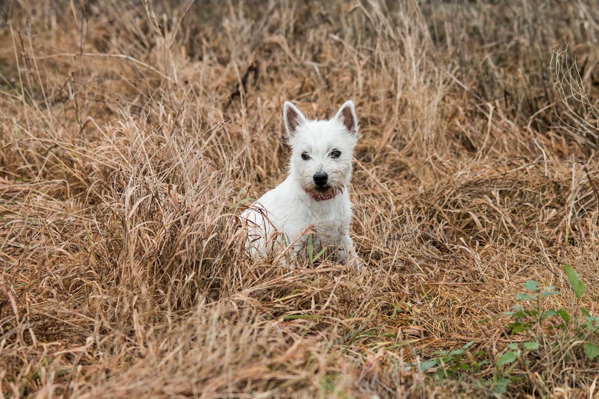 West highland white terrier Chili billede 41