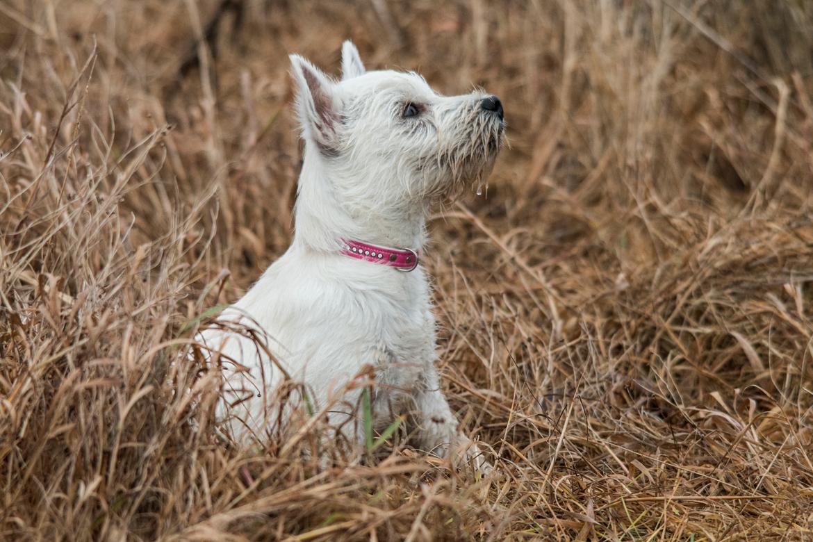West highland white terrier Chili billede 42