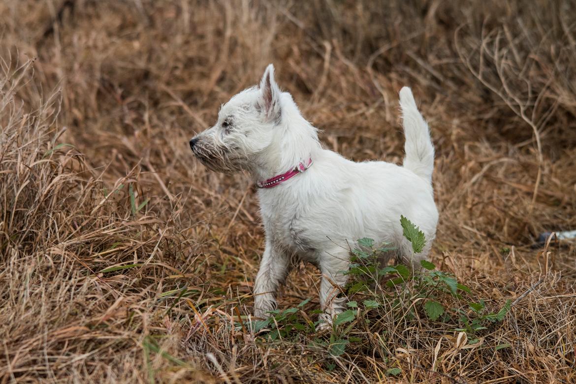West highland white terrier Chili billede 43