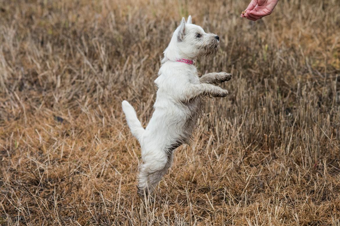 West highland white terrier Chili billede 45