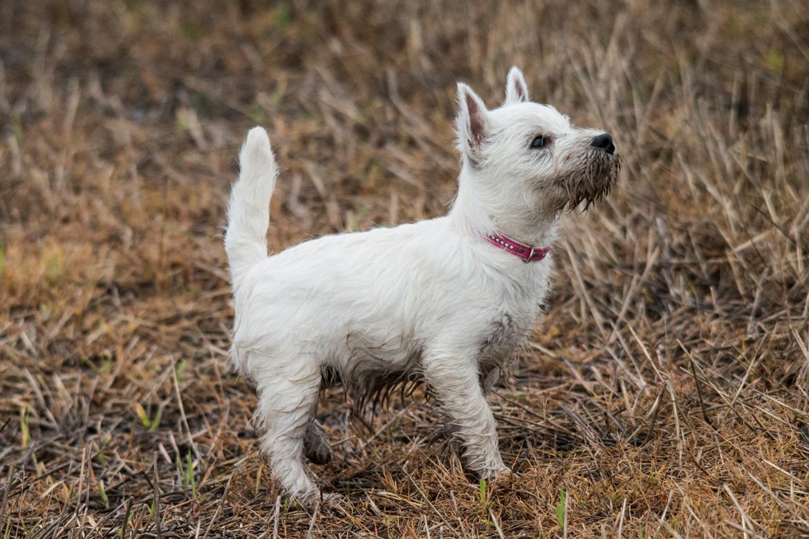 West highland white terrier Chili billede 44