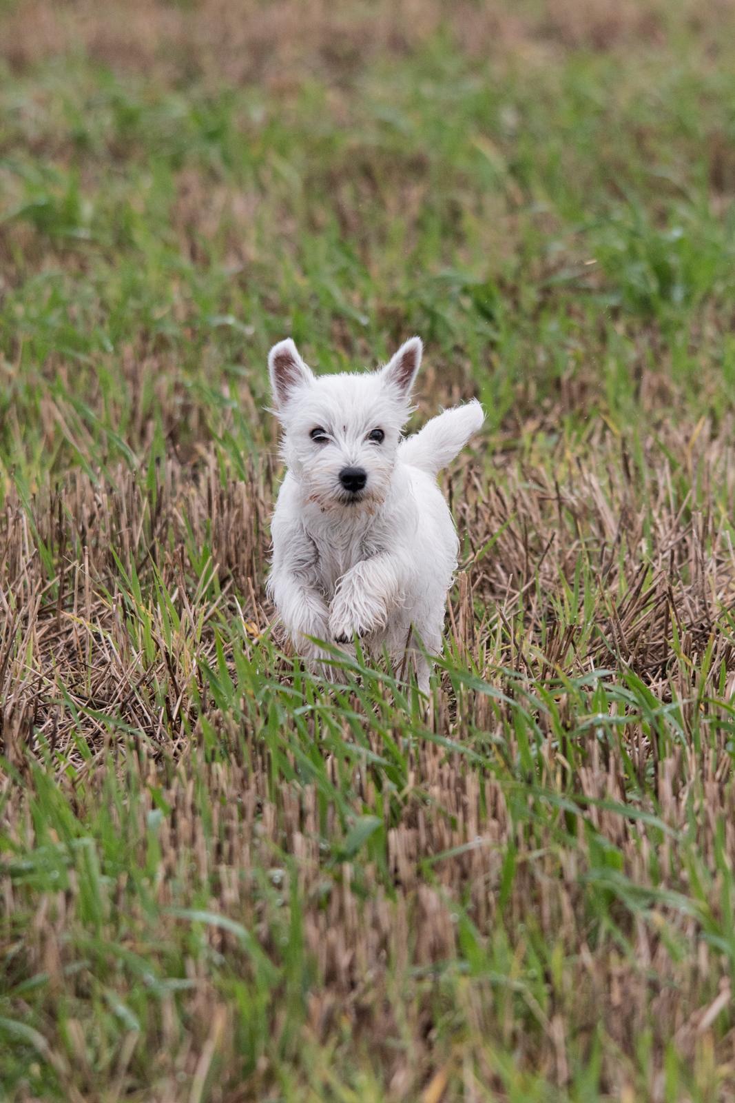 West highland white terrier Chili billede 48
