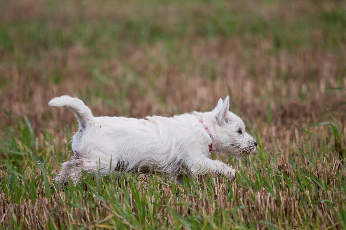 West highland white terrier Chili billede 47