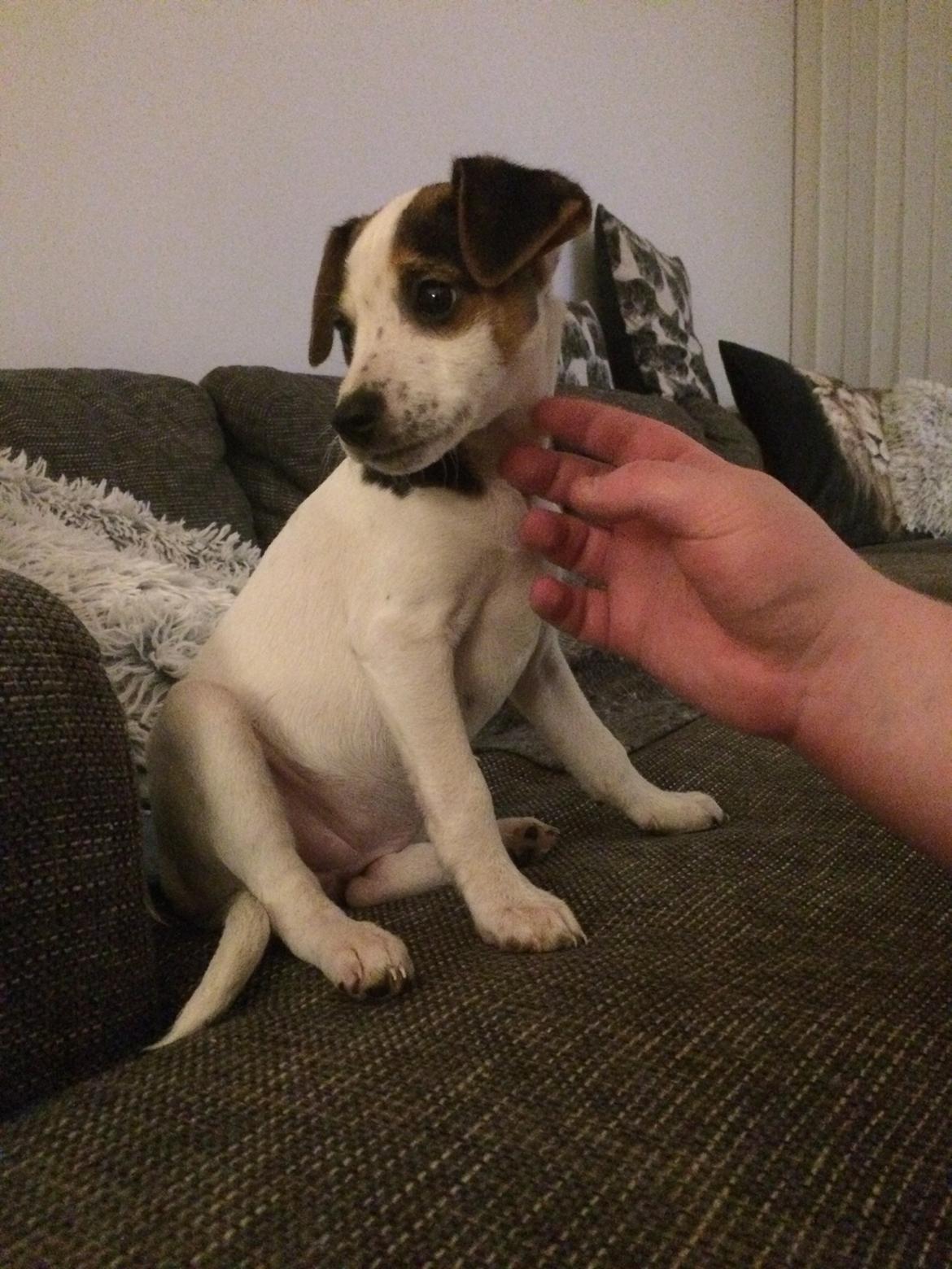 Dansk svensk gaardhund Maggie billede 4